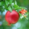 Fast Growing Trees See All Fruit Trees Texas Pink Pomegranate Tree 1 Fast Growing Trees See All Fruit Trees Texas Pink Pomegranate Tree