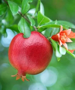 Fast Growing Trees See All Fruit Trees Texas Pink Pomegranate Tree