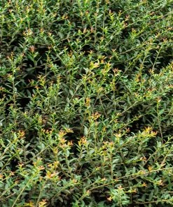 Fast Growing Trees Pride Of Houston Yaupon Holly