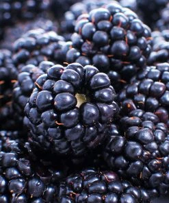 Fast Growing Trees Blackberry Bushes Thornless Blackberry