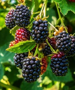 Fast Growing Trees Blackberry Bushes Thornless Blackberry