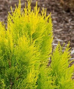 Fast Growing Trees Arborvitae Trees Thuja Golden Spire
