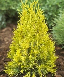 Fast Growing Trees Arborvitae Trees Thuja Golden Spire
