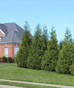 Fast Growing Trees Thuja Green Giant Arborvitae Trees