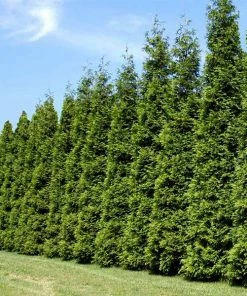 Fast Growing Trees Thuja Green Giant Arborvitae Trees