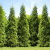 Fast Growing Trees Arborvitae Trees Junior Giant Thuja Tree