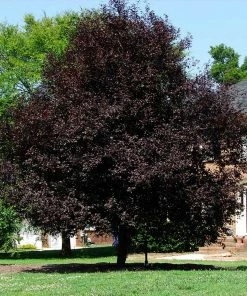 Fast Growing Trees Thundercloud Plum Tree