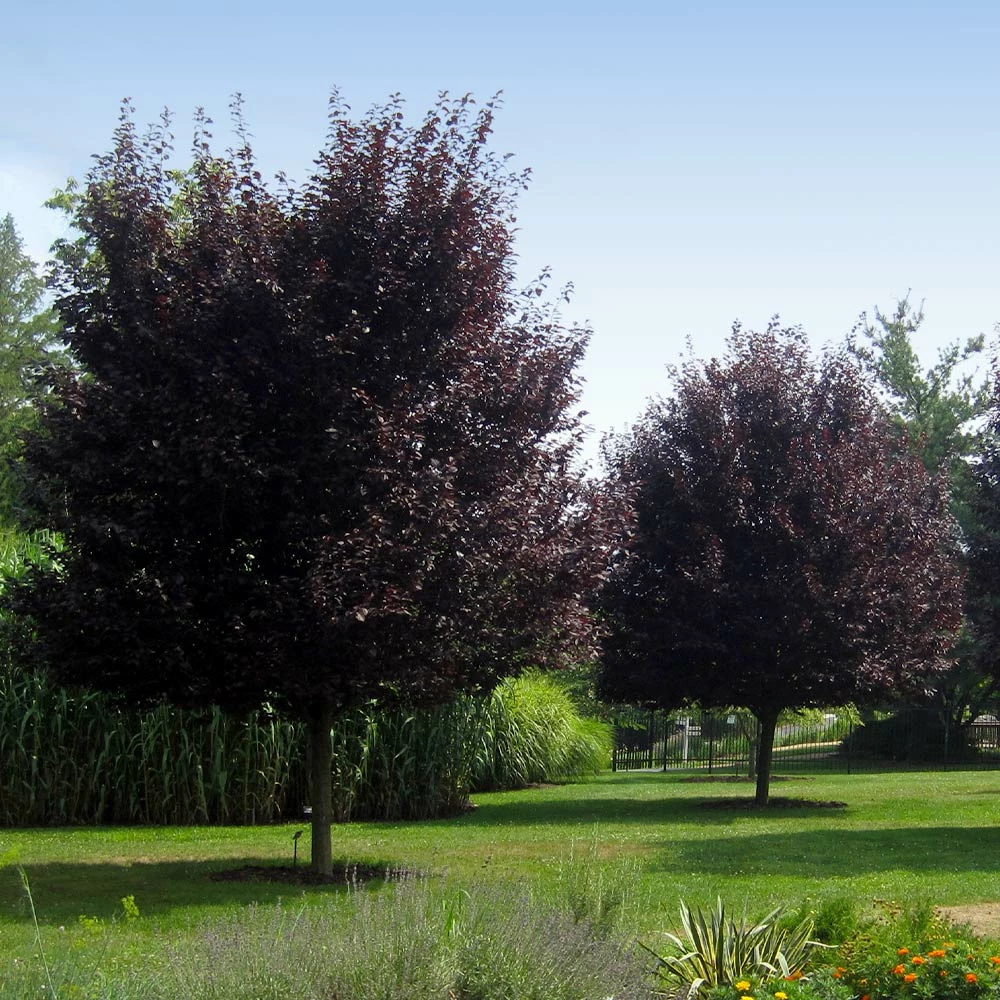 Fast Growing Trees Thundercloud Plum Tree 6 Fast Growing Trees Thundercloud Plum Tree