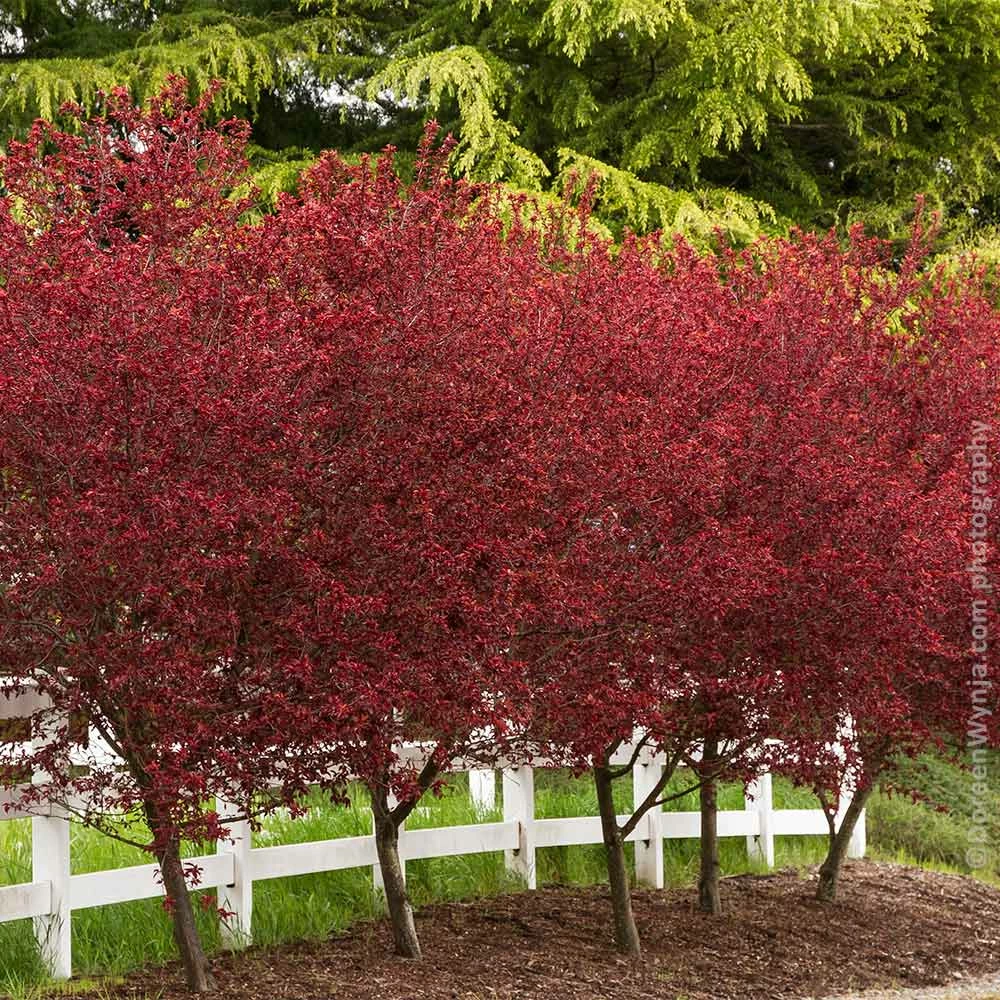 Fast Growing Trees Thundercloud Plum Tree 7 Fast Growing Trees Thundercloud Plum Tree