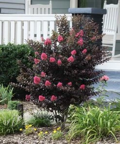 Fast Growing Trees Crape Myrtles Thunderstruck™ Coral Boom™ Crape Myrtle Tree
