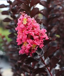 Fast Growing Trees Crape Myrtles Thunderstruck™ Coral Boom™ Crape Myrtle Tree