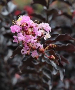 Fast Growing Trees Crape Myrtles Thunderstruck™ Lavender Blast™ Crape Myrtle Tree
