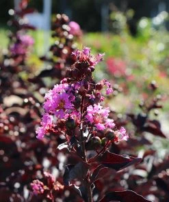 Fast Growing Trees Crape Myrtles Thunderstruck™ Lavender Blast™ Crape Myrtle Tree
