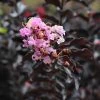 Fast Growing Trees Crape Myrtles Thunderstruck™ Lavender Blast™ Crape Myrtle Tree 2 Fast Growing Trees Crape Myrtles Thunderstruck™ Lavender Blast™ Crape Myrtle Tree
