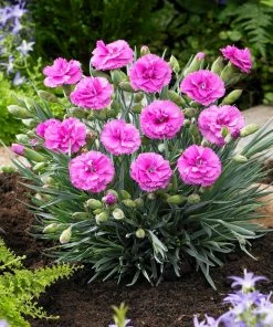 Fast Growing Trees Scent First® Tickled Pink Dianthus Plant See All Shrubs & Hedges