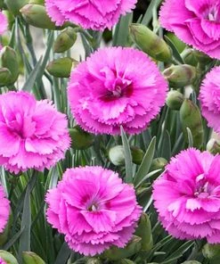 Fast Growing Trees Scent First® Tickled Pink Dianthus Plant See All Shrubs & Hedges