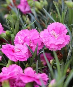 Fast Growing Trees Scent First® Tickled Pink Dianthus Plant See All Shrubs & Hedges