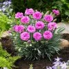 Fast Growing Trees Scent First® Tickled Pink Dianthus Plant See All Shrubs & Hedges