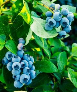 Fast Growing Trees Blueberry Bushes Tifblue Blueberry Bush