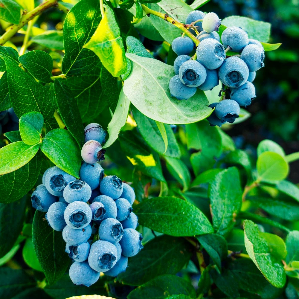 Fast Growing Trees Tifblue Blueberry - USDA Organic 5 Fast Growing Trees Tifblue Blueberry - USDA Organic