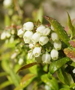 Fast Growing Trees Tifblue Blueberry - USDA Organic 12 Fast Growing Trees Tifblue Blueberry - USDA Organic