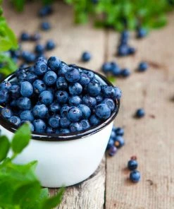 Fast Growing Trees Blueberry Bushes Tifblue Blueberry Bush