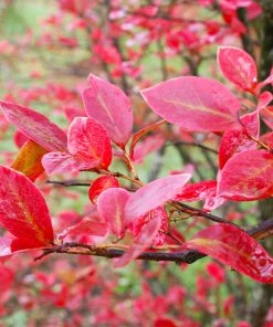 Fast Growing Trees Blueberry Bushes Tifblue Blueberry Bush