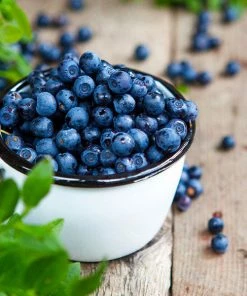 Fast Growing Trees Tifblue Blueberry - USDA Organic