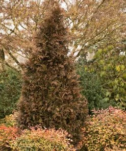 Fast Growing Trees Arborvitae Trees Tiny Tower® Thuja