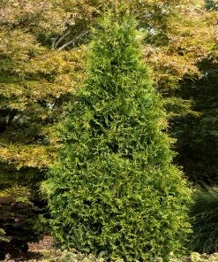 Fast Growing Trees Arborvitae Trees Tiny Tower® Thuja