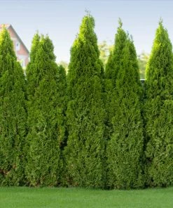 Fast Growing Trees Arborvitae Trees Tiny Tower® Thuja