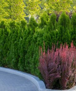 Fast Growing Trees Arborvitae Trees Tiny Tower® Thuja
