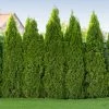 Fast Growing Trees Arborvitae Trees Tiny Tower® Thuja