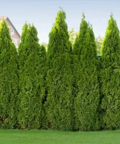 Fast Growing Trees Arborvitae Trees Tiny Tower® Thuja