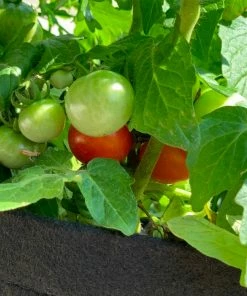 Fast Growing Trees Shop Indoor & Patio Fruit Patio Tomato Garden