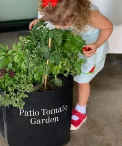 Fast Growing Trees Shop Indoor & Patio Fruit Patio Tomato Garden