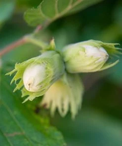 Fast Growing Trees Nut Trees Tonda Di Giffoni Filbert