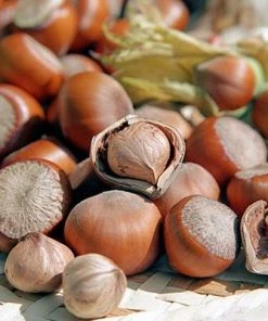 Fast Growing Trees Nut Trees Tonda Di Giffoni Filbert