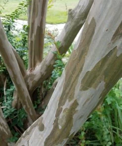 Fast Growing Trees Tonto Crape Myrtle Tree