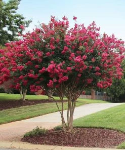 Fast Growing Trees Tonto Crape Myrtle Tree
