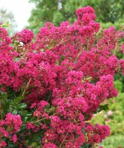 Fast Growing Trees Tonto Crape Myrtle Tree