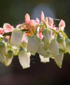 Fast Growing Trees Blueberry Bushes Toro Blueberry Bush