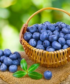 Fast Growing Trees Blueberry Bushes Toro Blueberry Bush