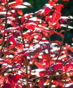 Fast Growing Trees Blueberry Bushes Toro Blueberry Bush - USDA Organic