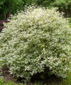Fast Growing Trees Touch Of Elegance™ Dogwood Shrub Dogwood Trees