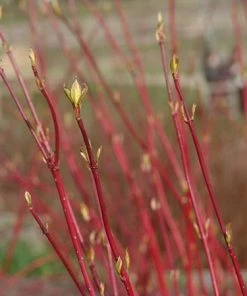 Fast Growing Trees Touch Of Elegance™ Dogwood Shrub Dogwood Trees