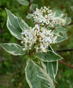 Fast Growing Trees Touch Of Elegance™ Dogwood Shrub Dogwood Trees