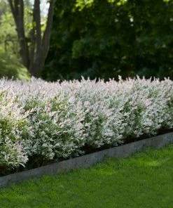 Fast Growing Trees See All Shrubs & Hedges Tri-Color Dappled Willow