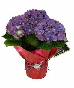 Fast Growing Trees Tri-color Hydrangea Gift