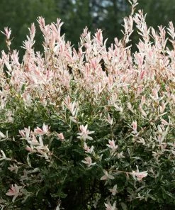 Fast Growing Trees Willow Trees Tri-Color Willow Tree 9 Fast Growing Trees Willow Trees Tri-Color Willow Tree